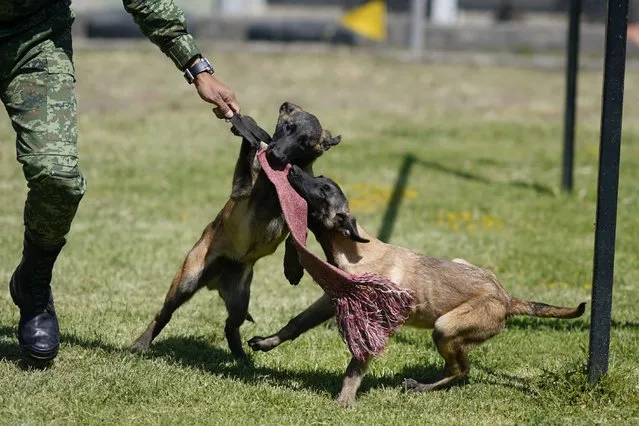 A soldier trains Belgian Malinois puppies at the Mexican Army and Air Force Canine Production Center in San Miguel de los Jagueyes, Mexico, Tuesday, September 26, 2023. Basic training ends when they are four months old, when they move to military units where they will become specialists on drug or explosives detection, searching, rescue, or protection and security. (Photo by Eduardo Verdugo/AP Photo)