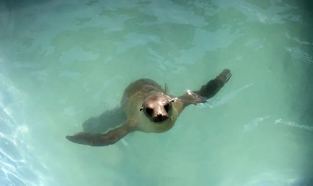 A sea lion pup swims in its enclosure after being rescued at the Pacific Marine Mammal Center in Laguna Beach, California March 17, 2015. Animal rescue centers in California are being inundated with stranded, starving sea lion pups, raising the possibility that the facilities could soon be overwhelmed, the federal agency coordinating the rescue said. (Photo by Mario Anzuoni/Reuters)