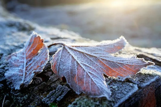 A leaf covered in frost at Country Park in the Bathgate Hills near Linlithgow. (Photo by Gordon Jack/Scotimage.com)