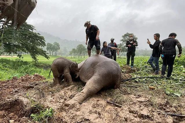 This handout photo taken and released on July 13, 2022 by Thailand's Department of National Parks, Wildlife and Plant Conservation shows an infant elephant standing next to a sedated adult elephant, following a rescue operation to recover the younger elephant after it fell into a hole, in Nakhon Nayok province in central Thailand. A baby elephant was dramatically rescued from a manhole in central Thailand after his mother was sedated in order to allow the opperation to proceed. (Photo by Thailand's Department of National Parks, Wildlife and Plant Conservation (DNP)/Handout via AFP Photo)