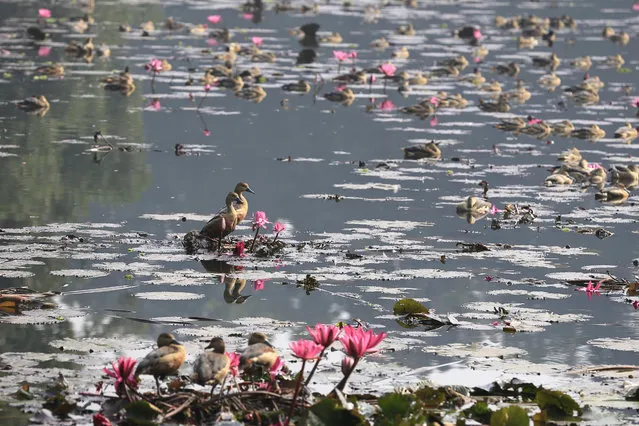 Migratory birds sit at Jahangirnagar University swamp in Savar, near Dhaka, Bangladesh, Friday, December 30, 2016. Migratory birds travel thousands of miles to Bangladesh during the Siberian winter in October and return home in March. (Photo by AP Photo)