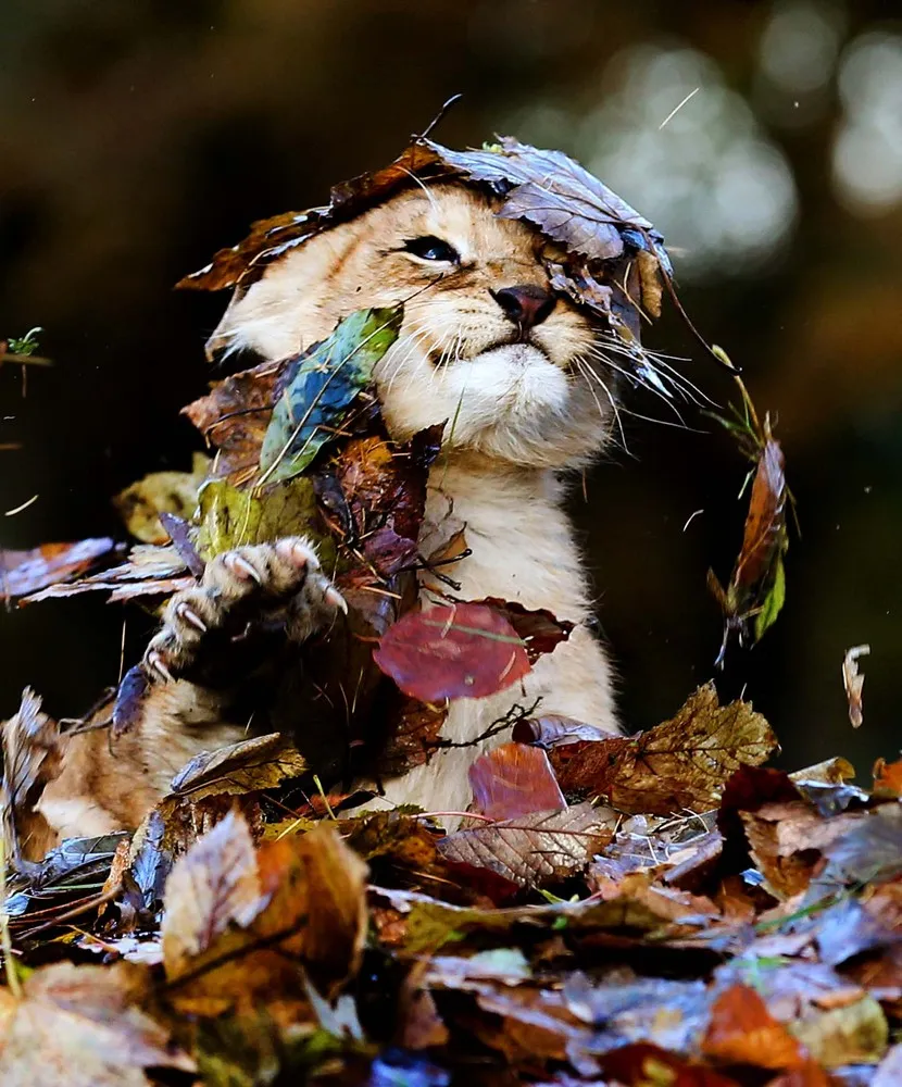 The Week in Pictures: Animals, November 16 – November 22, 2013
