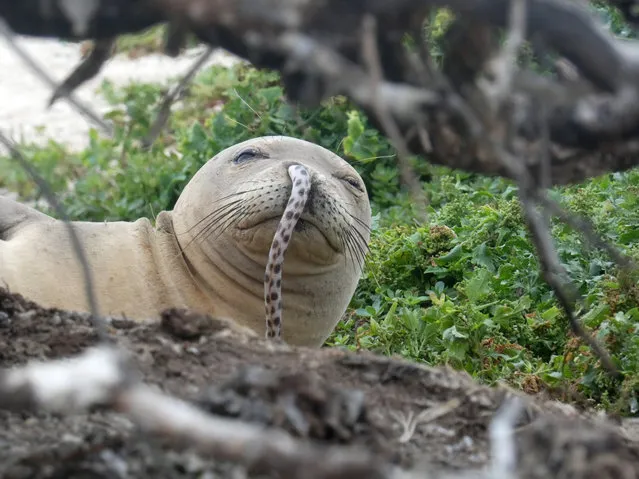 An undated handout photo made available by NOAA (National Marine Fisheries Service) Fisheries on 08 December 2018 shows a juvenile Hawaiian monk seal that was found with a spotted eel in its nose at French Frigate Shoals in the Northwestern Hawaiian Islands, Hawaii, USA. According to NOAA Fisheries, which has been working to monitor and protect endangered Hawaiian monk seals in the nearly past 40 years, said that they started seeing “eels in noses” in the last few years. Researchers have observed the phenomenon three or four times. The agency added that “We don't know if this is just some strange statistical anomaly or if we will see more eels in seals in the future”. (Photo by NOAA Fisheries/Brittany Dolan/EPA/EFE)