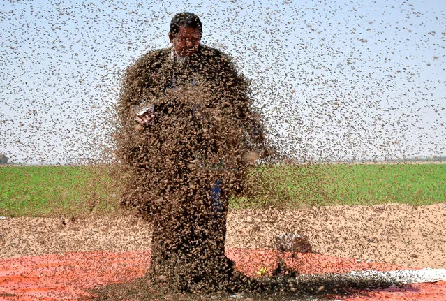 A Saudi man with his body covered with bees poses for a picture in Tabuk, Saudi Arabia September 11, 2018. (Photo by Mohamed Al Hwaity/Reuters)
