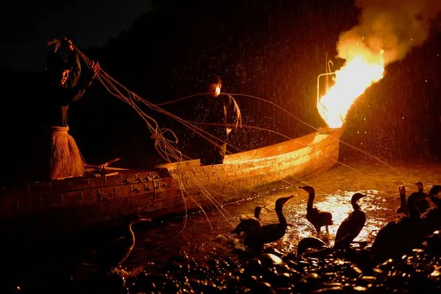 Cormorant fishing master, known as usho, Youichiro Adachi (left), 48, holds the leashes tied to the necks and bodies of cormorants as he prepares for cormorant fishing or ukai, on the Nagara River in Oze, Seki, Japan on September 8, 2023. This 1,300-year-old fishing technique consists of swinging a basket of flames over the river to wake the ayu river fish, who dart away from their resting spots and give the birds a chance to catch them and then release them into a bucket with the usho's help. (Photo by Kim Kyung-Hoon/Reuters)
