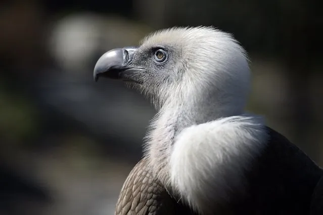 A vulture is seen at the Vincennes zoo in Paris, on April 6, 2015. (Photo by Lionel Bonaventure/AFP Photo)