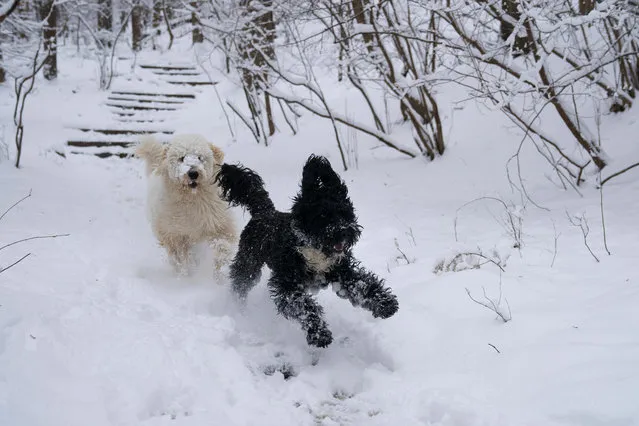 Gus, a Golden Doodle, left, chases Chico, a Portuguese Water Dog, as they play in the snow along Glover-Archbold Trail in Washington, Sunday, January 13, 2019. A winter storm brought snow to the Mid-Atlantic region, where forecasters upped their predicted weekend accumulations and transportation and emergency officials urged residents to stay off the roads. (Photo by Carolyn Kaster/AP Photo)