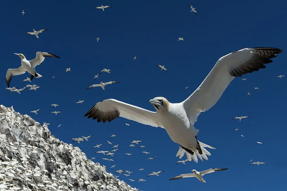 Scottish Seabird Centre's Nature Photography Awards
