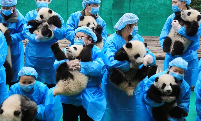 Breeders hold baby giant pandas as they pose for pictures ahead of the Spring Festival in Chengdu, Sichuan province, China, January 20, 2017. (Photo by Reuters/China Daily)