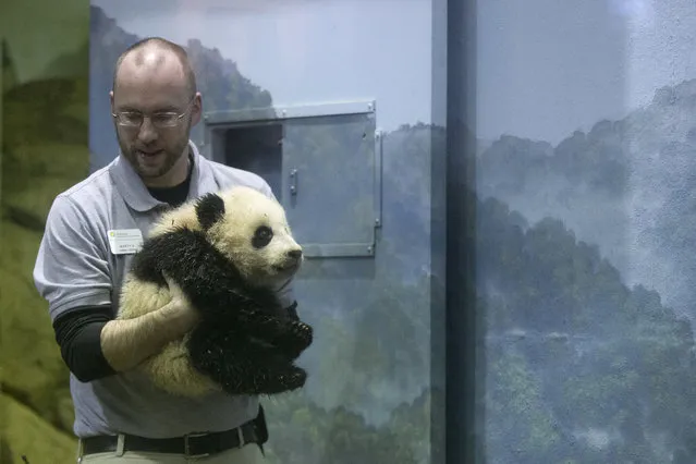 Animal keeper Marty Dearie carries Bao Bao, the four and a half month old giant panda cub, as she makes her public debut at an indoor habitat at the National Zoo in Washington, Monday, January 6, 2014. (Photo by Charles Dharapak/AP Photo)