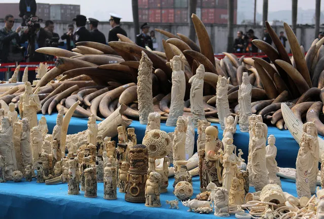 Ivory is displayed before being crushed during a public event in Dongguan, south China's Guangdong province on January 6, 2014. China crushed a pile of ivory reportedly weighing over six tonnes on January 6, in a landmark event aimed at shedding its image as a global hub for the illegal trade in African elephant tusks. (Photo by AFP Photo)