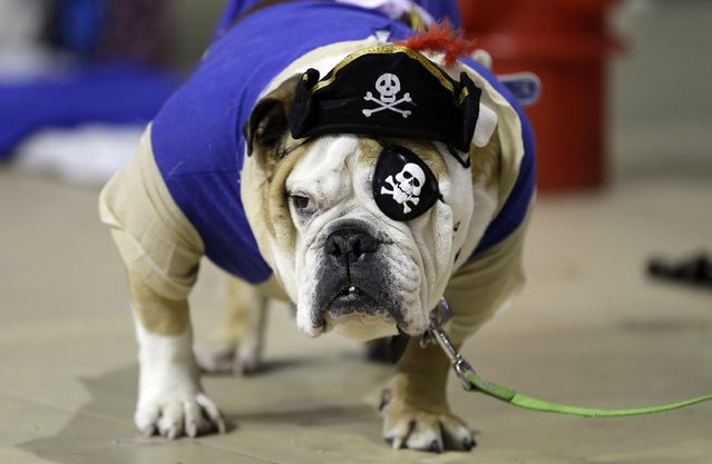 Billy, owned by Natasha Jodoin, of Altoona, Iowa, looks on during judging at the 36th annual Drake Relays Beautiful Bulldog Contest, Sunday, April 19, 2015, in Des Moines, Iowa. The pageant kicks off the Drake Relays festivities at Drake University where a bulldog is the mascot. (Photo by Charlie Neibergall/AP Photo)