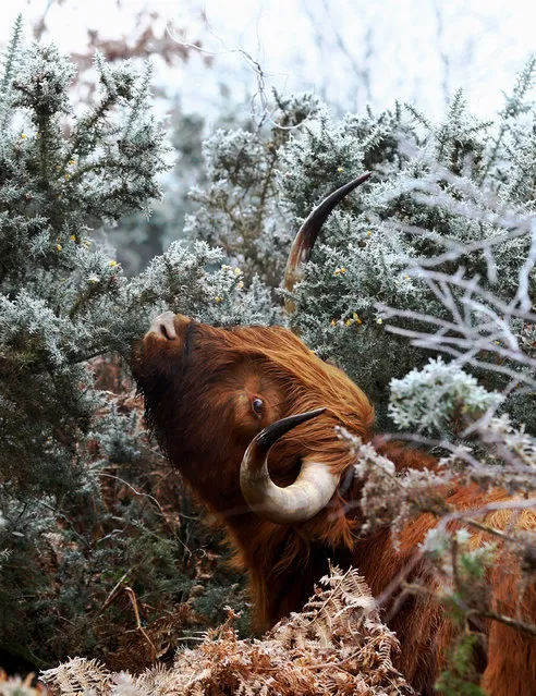 A Highland cow grazes on frosty heathland in Hothfield, Kent, UK on January 22, 2017. (Photo by Gareth Fuller/PA Wire)