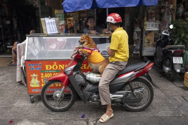 A dog sits on a scooter as its owner pays for his purchase from a food vendor in Ho Chi Minh City, Vietnam, Saturday, January 13, 2024. (Photo by Jae C. Hong/AP Photo)