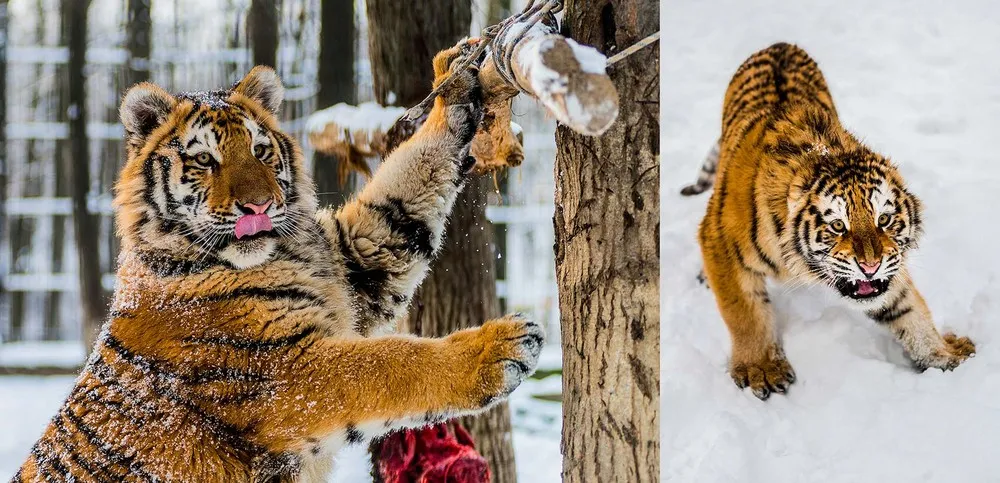 The Week in Pictures: Animals, January 26 – January 31, 2014