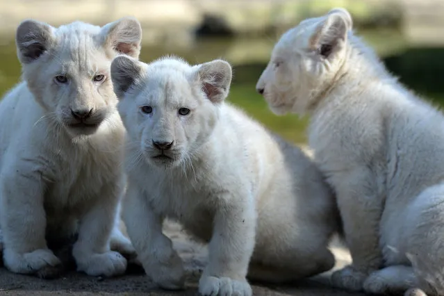 Three white lion cubs, three-months old, play at the zoo in La Fleche, northwestern France, on march 8, 2016. (Photo by Jean-Francois Monier/AFP Photo)