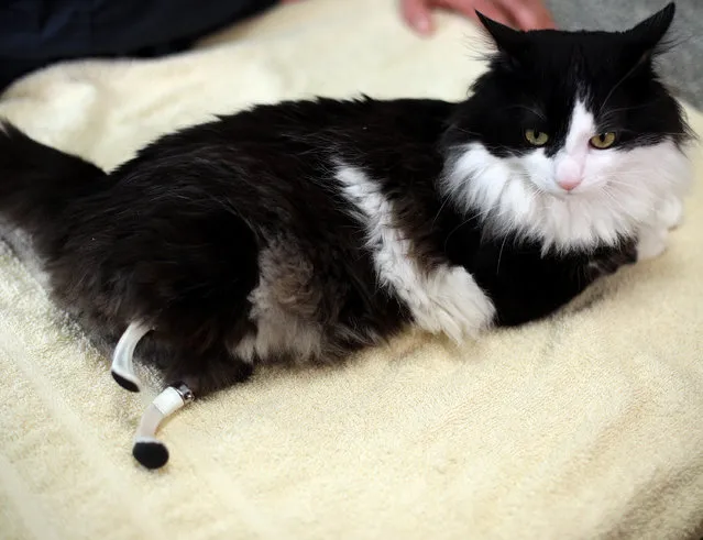 A picture shows Pooh the cat using his two bionic legs in Sofia's Central Vet Clinic, Bulgaria, January 31, 2017. (Photo by Stoyan Nenov/Reuters)