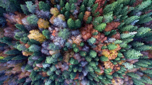 A forest with all fall colors in a plateau during autumn season in in Duzce, Turkey on October 21, 2018. (Photo by Omer Urer/Anadolu Agency/Getty Images)