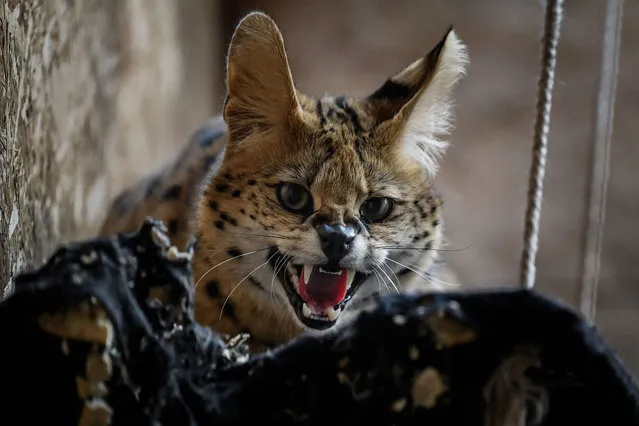 A serval roars in its enclosure, at the animal shelter of the Saint-Martin-La-Plaine zoological park, central-eastern France on March 7, 2024. (Photo by Jeff Pachoud/AFP Photo)