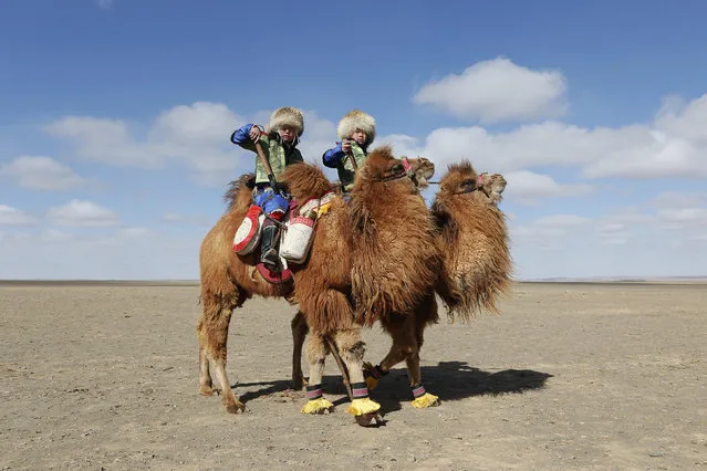 Children ride camels during “Temeenii bayar”, Camel Festival, in Dalanzadgad, Umnugobi aimag, Mongolia, March 6, 2016. (Photo by B. Rentsendorj/Reuters)