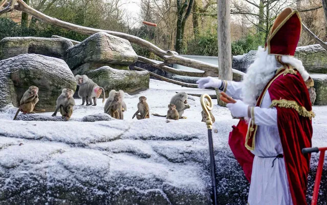 A Hagenbeck Zoo employee dressed as Santa Claus feeds carrots to baboons in their enclosure at the zoo in Hamburg, Germany, Friday, December 3, 2021. (Photo by Axel Heimken/dpa via AP Photo)