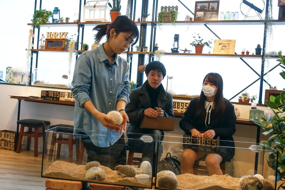 Tokyo's Hedgehog Cafe