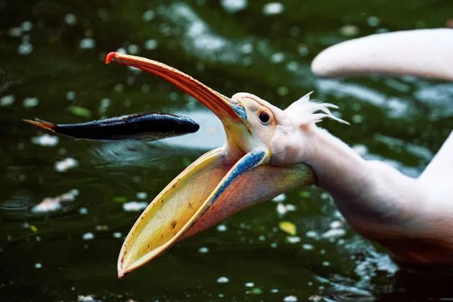 A pelican eats a fish at St James’s Park, central London, on April 8, 2024. First introduced to the park in 1664 as a gift from the Russian Ambassador, over 40 pelicans have since called the park home. (Photo by Benjamin Cremel/AFP Photo)