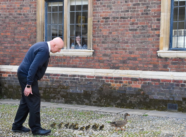 A porter at Corpus Christi College in Cambridge Lee Peters escorting a mother and her ducklings through the grounds of the college to the river on April 20 2024. (Photo by Fiona Gilsenan/South West News Service)
