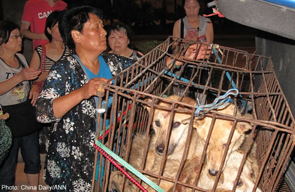 Yang Xiaoyun Saved 100 Dogs From Meat Festival