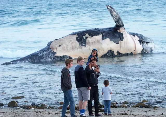 In this photo taken, Sunday, April 24, 2016, Kirk Lindahl, of San Clemente, snaps a selfie with a dead whale that washed up along the shore at Lower Trestles, a popular surf spot, a mile south of San Clemente, Calif. (Photo by Fred Swegles/The Orange County Register via AP Photo)