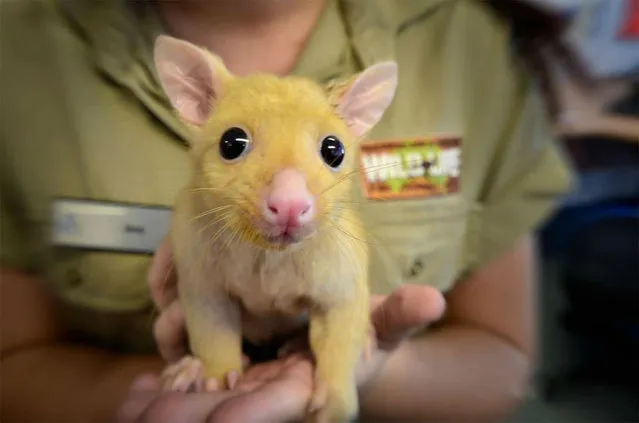 Golden Brushtail Possum