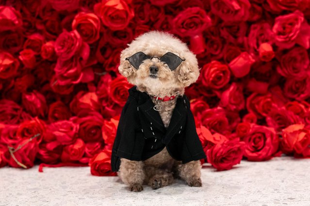 Ted Gram, a Poodle dressed as Puerto Rican singer Bad Bunny poses during the “The Pet Gala” at AKC Museum of the dog in New York City on May 20, 2024. The Pet Gala by Anthony Rubio designs recreates outfits from the Met Gala for pets. (Photo by Angela Weiss/AFP Photo)