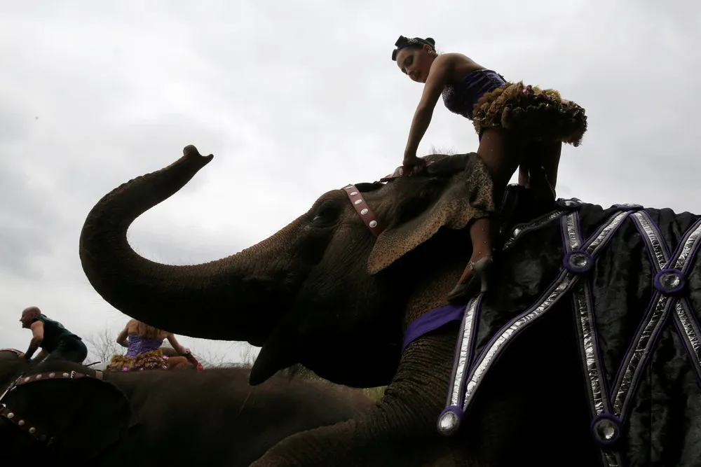 Ringling Elephants, a Famed U.S. Circus Act, Pack up Trunks for Retirement