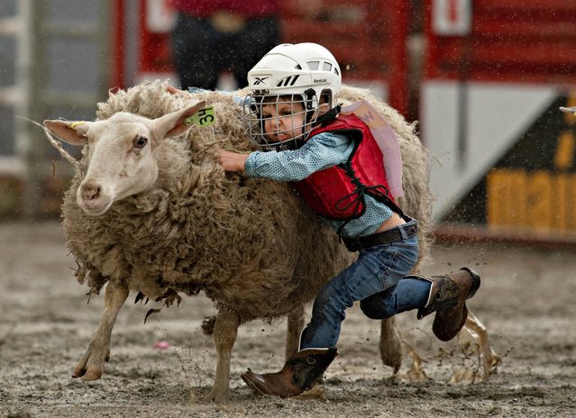 A child performs in the mutton bustin (sheep riding) at the rodeo performance of the 76th annual Cloverdale Rodeo and Country Fair in Surrey, British Columbia, Canada, on May 18, 2024. (Photo by Xinhua News Agency/Rex Features/Shutterstock)