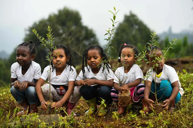 Young ethiopian girls take part in a national tree-planting drive in the capital Addis Ababa, on July 28, 2019. Ethiopia plans to plant a mind-boggling four billion trees by October 2019, as part of a global movement to restore forests to help fight climate change and protect resources. The country says it has planted nearly three billion trees already since May. (Photo by Michael Tewelde/AFP Photo)