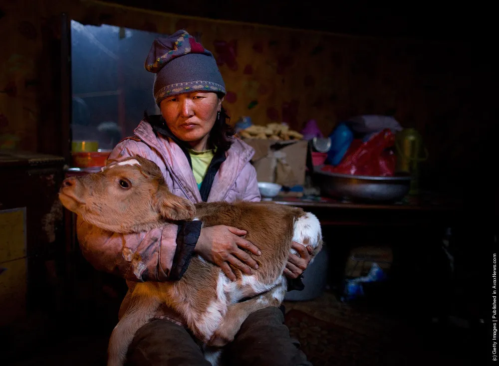 Extreme Mongolian Winter