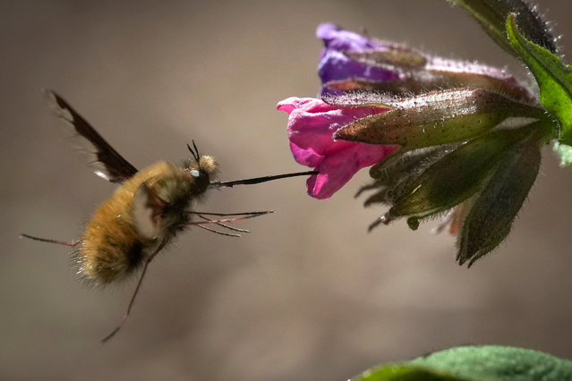 A bee-fly feeds on flower nectar in a forest outside Tallinn, Estonia on May 2, 2024. (Photo by  Sergei Grits/AP Photo)