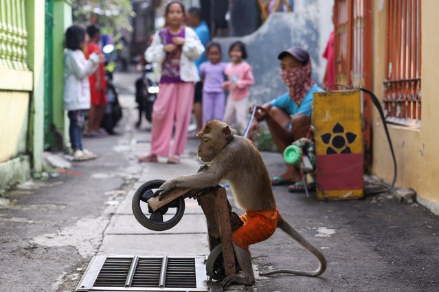 A trained monkey rides a toy cycle during a Topeng Monyet (Monkey Mask) show at a densely populated area in Depok on the outskirts of Jakarta, Indonesia, on May 18, 2024. (Photo by Ajeng Dinar Ulfiana/Reuters)