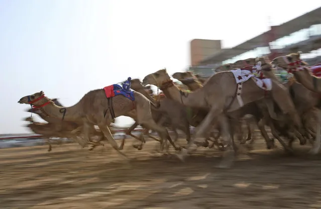 In this Saturday, April 8, 2017 photo, camels mounted with robot jockeys start a race at the Al Marmoom Camel Racetrack, in al-Lisaili about 40 km (25  miles) southeast of Dubai, United Arab Emirates. Camel racing is a big-money sport and fast thoroughbreds can fetch well over a million dollars. Rising temperatures across Gulf Arab countries like the United Arab Emirates signal the end of the winter camel racing season. In Dubai, the races are wrapping up this week with the annual Al Marmoom Heritage Festival, which has drawn thousands of camels from across the oil-rich Gulf. They compete on a well-kept racetrack some 40 kilometers (25 miles) from the Burj Khalifa, the world's tallest building, and other soaring Dubai skyscrapers. Owners race alongside in sport-utility vehicles as tiny robot jockeys urge the camels on. Owners of winning camels can look forward to trophies that include brand-new luxury cars all the way up to the top prize of more than half a million dollars. (Photo by Kamran Jebreili/AP Photo)