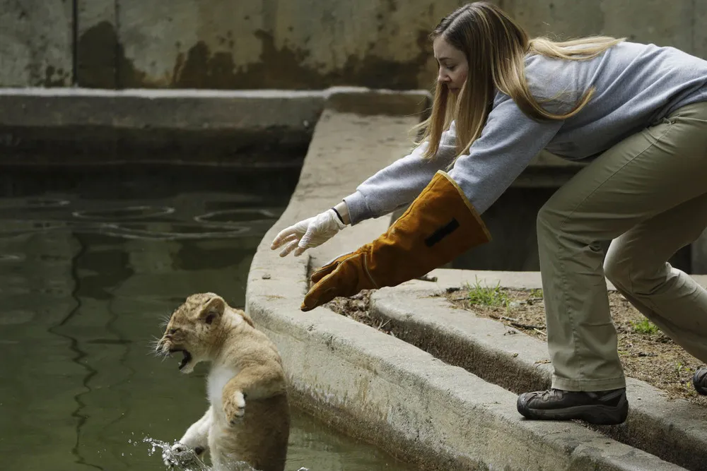 Lion Cubs Take Sink-or-swim Test