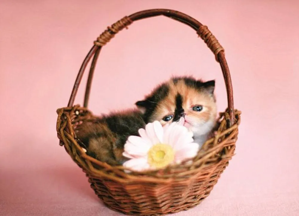 Meet Memebon – The Cutest Kitten In The World