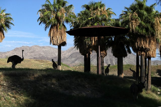 Ostriches, giraffes and kudus seek shady spots along the hillside at The Living Desert in Palm Desert, Calif., on July 18, 2024. Animals at The Living Desert are adaptive to hot desert climates. (Photo by Taya Gray/USA TODAY Network)