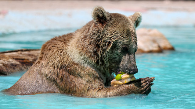 A bear cools off in a pond where wild animals cool off in Konya, Turkiye on July 09, 2024. Careful efforts are being made to ensure that the protected brown bear siblings “Efe” and “Ege” spend their summers and winters comfortably. The bears spend the winter months sleeping in the cave-like area, and spend the summer months in a garden with a pool, where they cool off by swimming in the pool when the heat becomes too much. (Photo by Serhat Cetinkaya/Anadolu/Abaca Press)