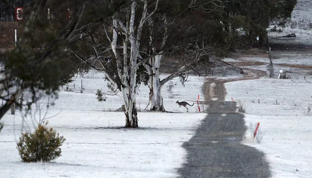 A kangaroo hops over a field covered in a thick blanket of frost during a seasonal cold snap outside Canberra, Australia, Sunday, July 19, 2015. (Photo by Rob Griffith/AP Photo)