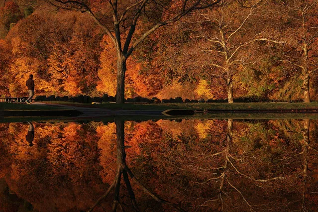 A view of trees at Ross Dock Park with autumn colors near George Washington Bridge in New York, United States on November 13, 2021. (Photo by Islam Dogru/Anadolu Agency via Getty Images)
