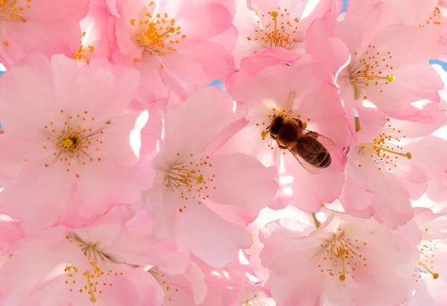 A bee collects nectar from the flowers of a blooming Japanese cherry blossom (sakura) tree at the Stadtpark in Vienna on March 22, 2019. (Photo by Joe Klamar/AFP Photo)