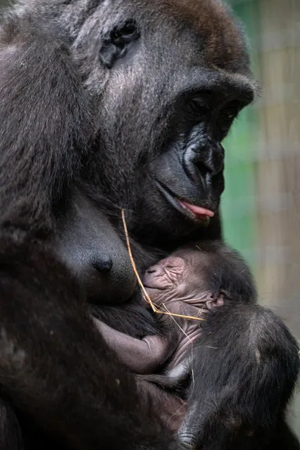 Western lowland gorilla, Shanga cradles her newborn infant, who she gave birth to in the early hours of Sunday morning at Chessington World of Adventures Resort in Surrey on Tuesday, April 26, 2022. (Photo by Aaron Chown/PA Wire)