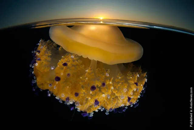 Sunrising Jellyfish