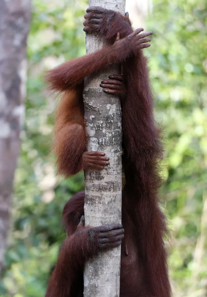 Wild Orangutans at Borneo National Park