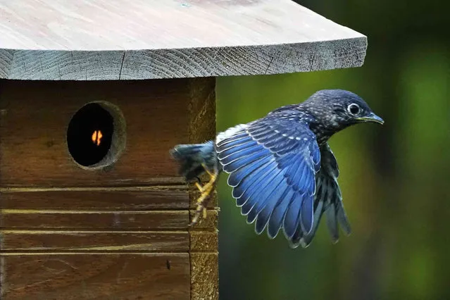 A fledgling eastern bluebird makes its first flight, leaving a nesting box to join its parents in a nearby tree, Tuesday, May 24, 2022, in Freeport, Maine. (Photo by Robert F. Bukaty/AP Photo)